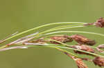 Rufous bulrush